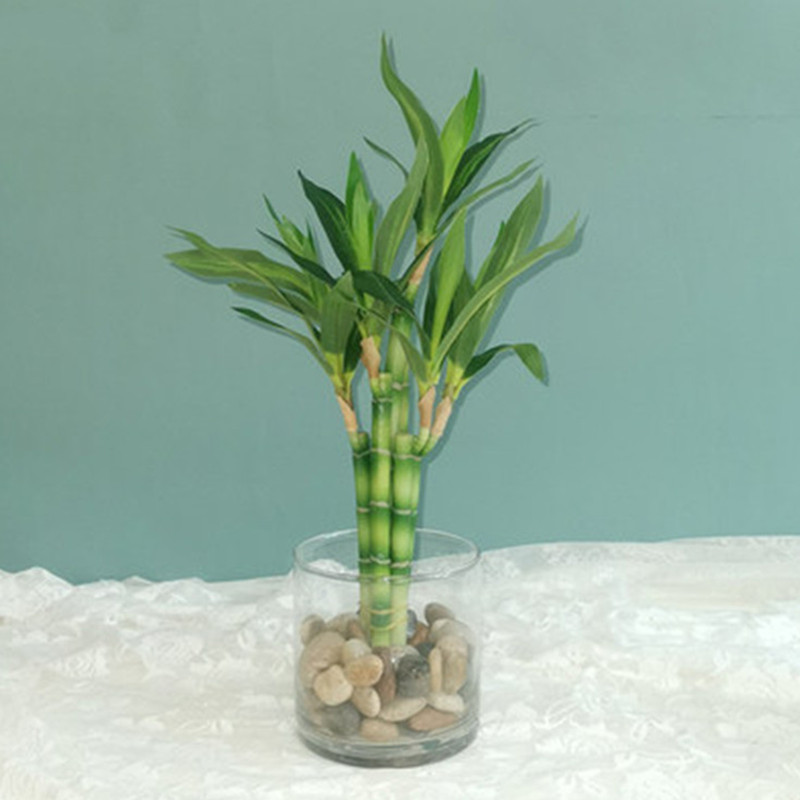 Aquarium Marine Plants - 새로운 40cm 인조 행운나무 다육식물 가짜