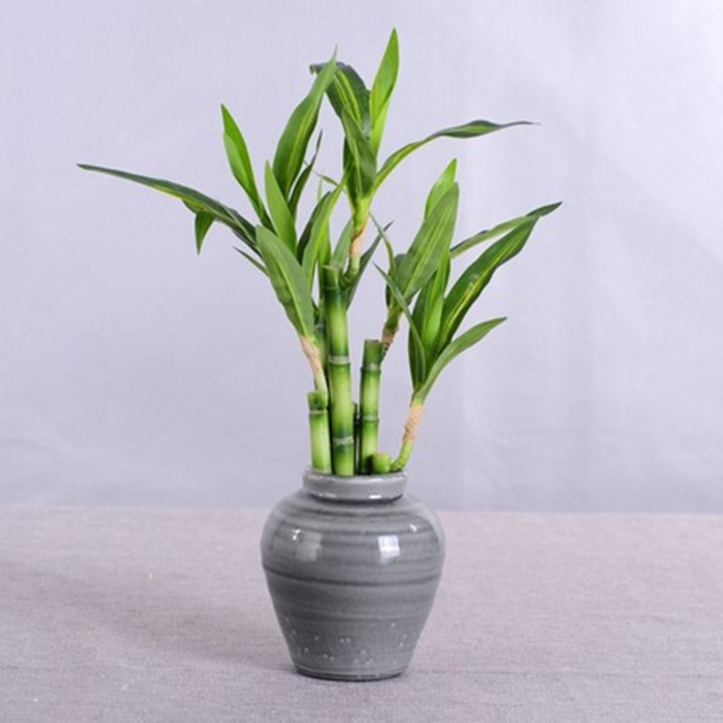새로운 40cm 인조 행운나무 다육식물 가짜 꽃 녹색  - Aquarium Marine Plants 리뷰 및 가격