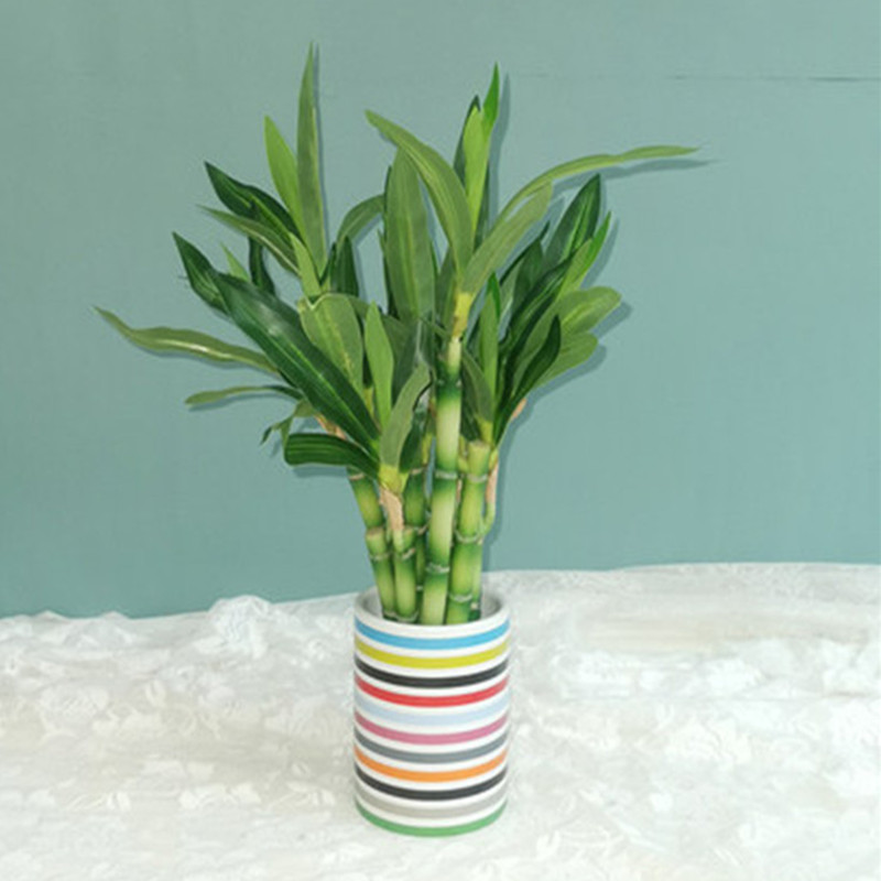 새로운 40cm 인조 행운나무 다육식물 가짜 꽃 녹색  - Aquarium Marine Plants 리뷰 및 가격