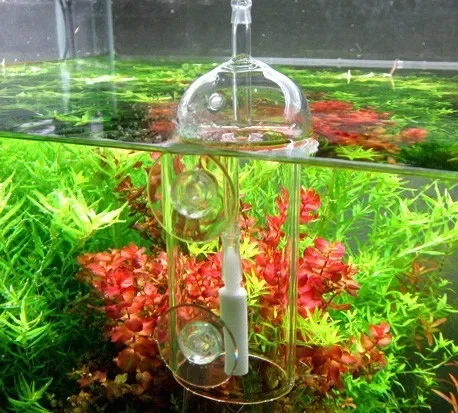VIV Do Device 수족관 실린더 크리스탈 유리, - Aquarium Marine Plants 리뷰 및 가격