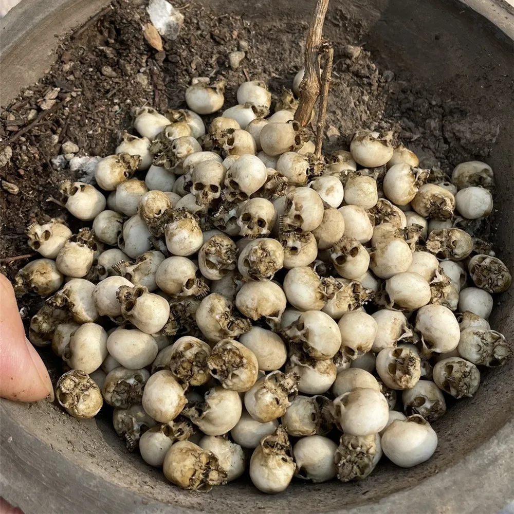 할로윈 홈 장식 인형 집 식물 물고기 탱크 장식을위한  - Aquarium Marine Plants 리뷰 및 가격