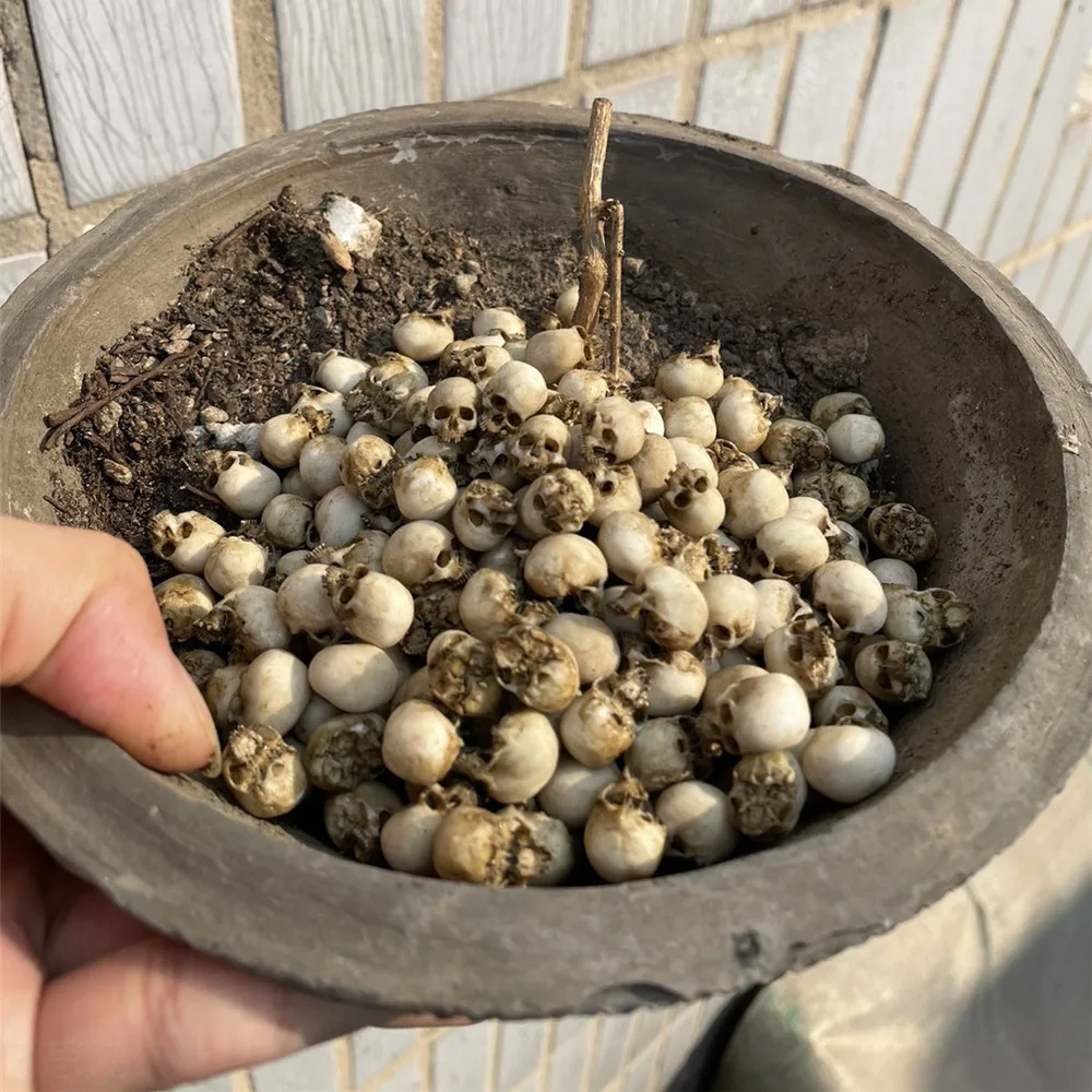 할로윈 홈 장식 인형 집 식물 물고기 탱크 장식을위한  - Aquarium Marine Plants 리뷰 및 가격