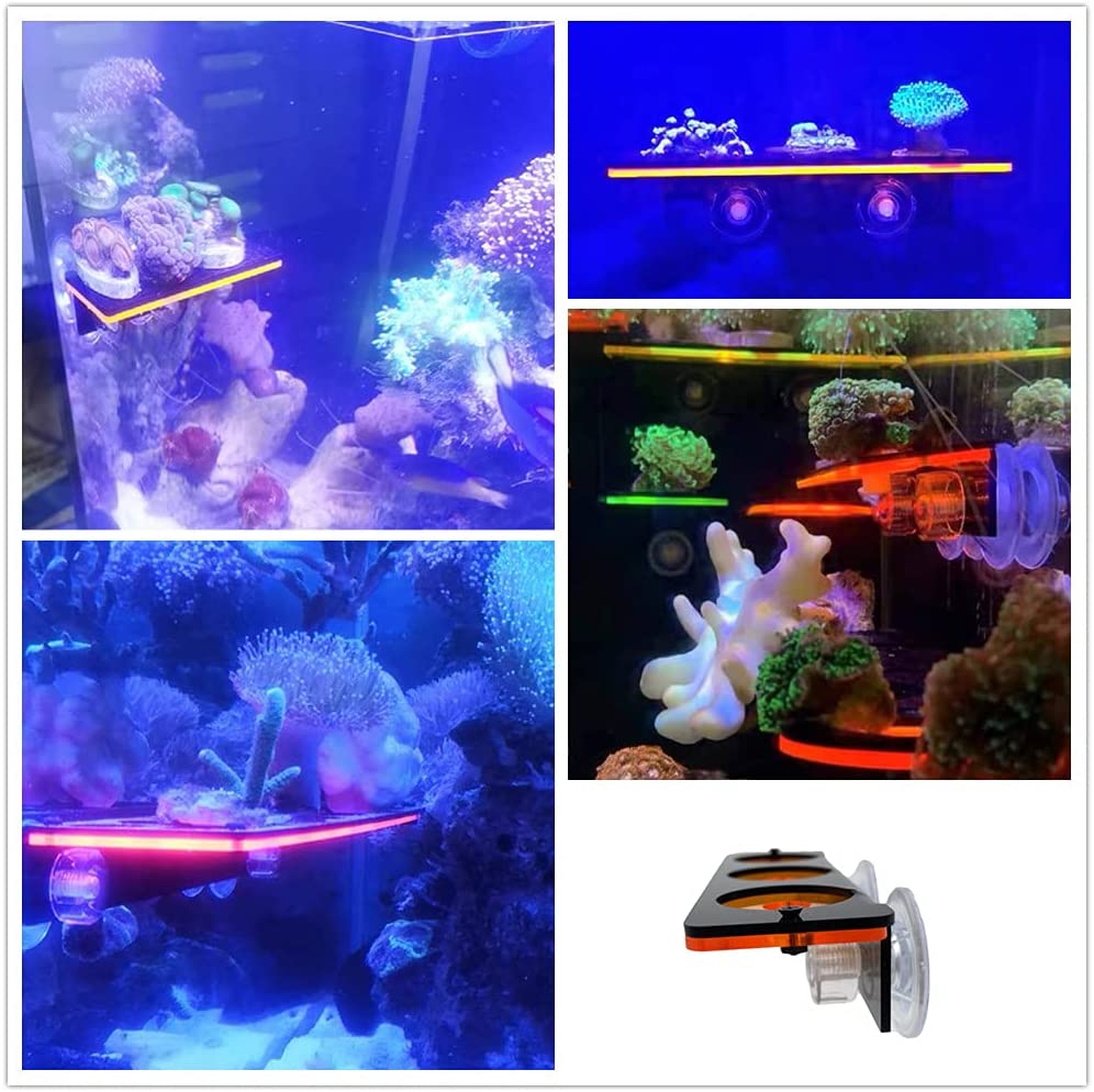 형광 산호 조각 플러그 브래킷 성장 홀더 아크릴 랙 해 - Marine Aquarium Design 리뷰 및 가격